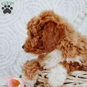 Rachel, Mini Goldendoodle Puppy